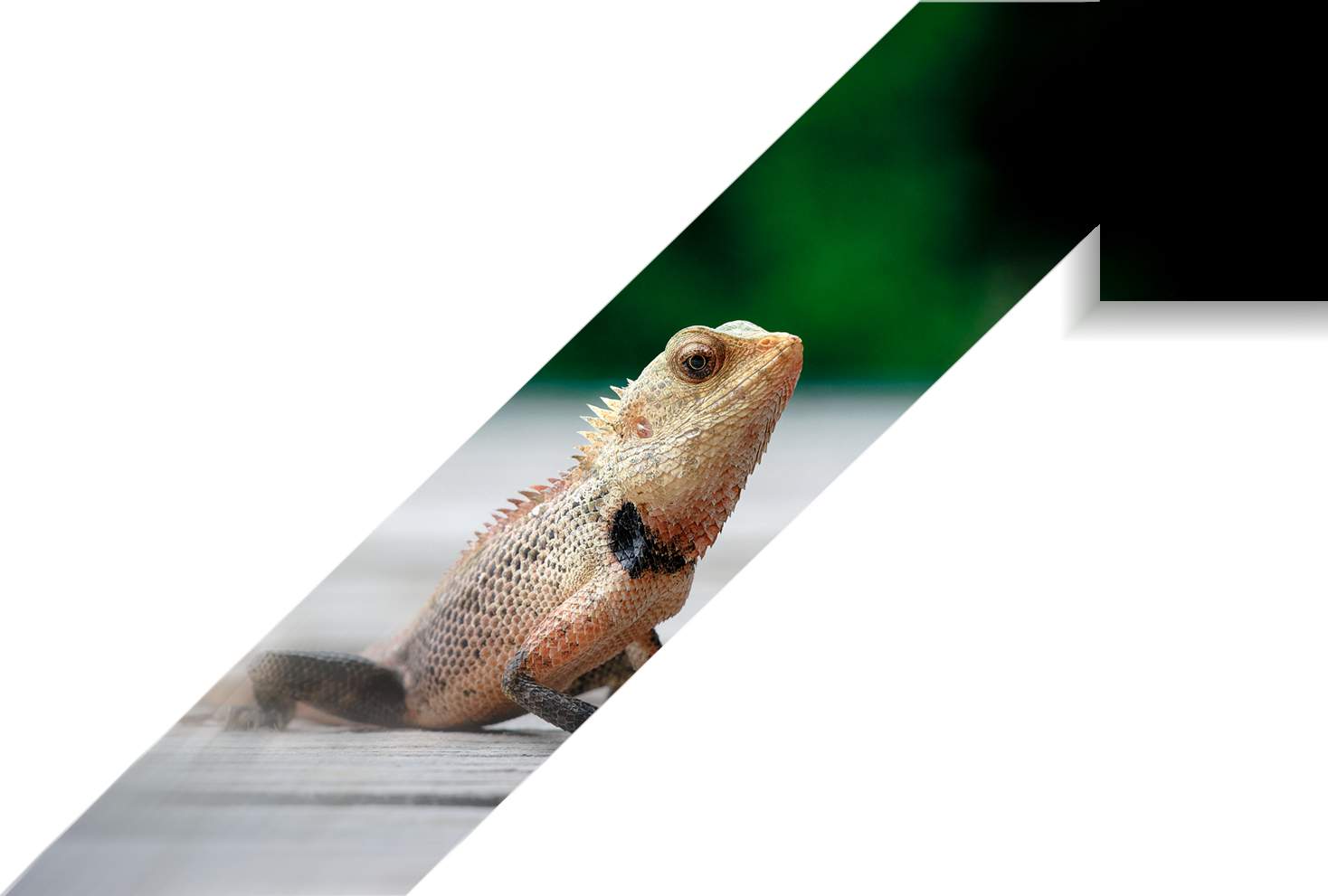 Animal