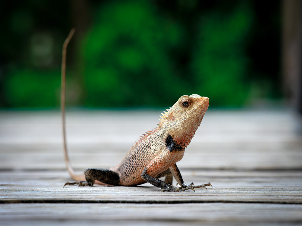 An Oriental garden lizard