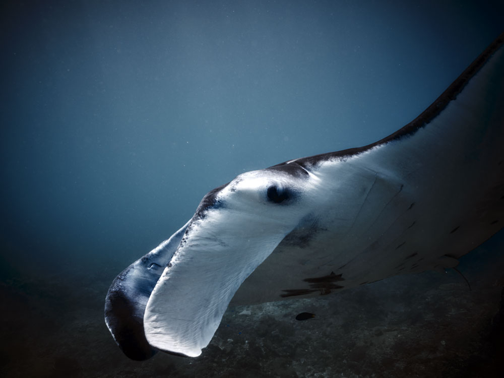 MantaRay[01]