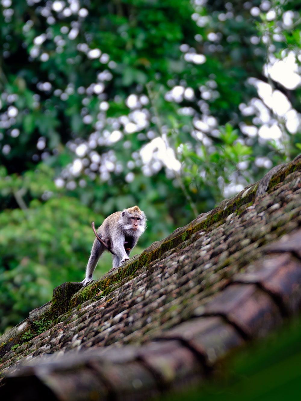 Monkey[01]
