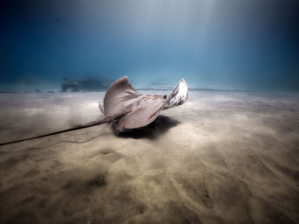 Stingray[01]