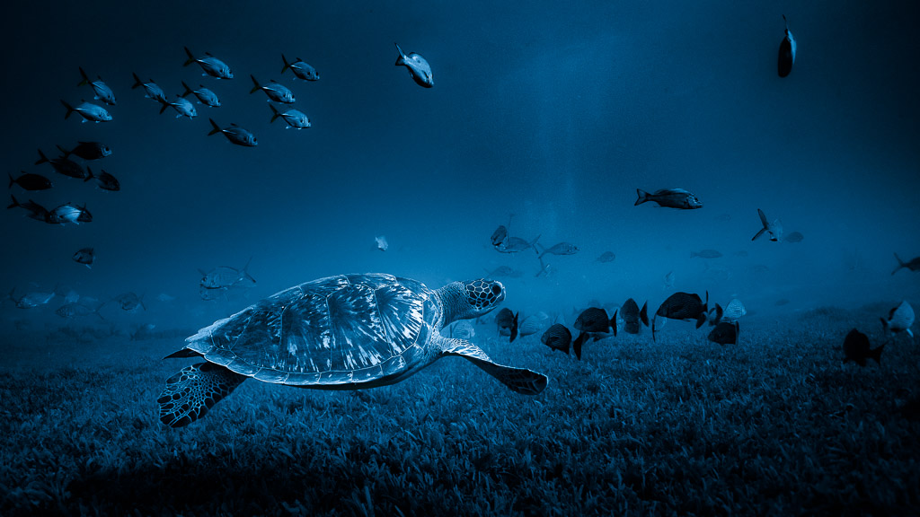 Turtle[01]