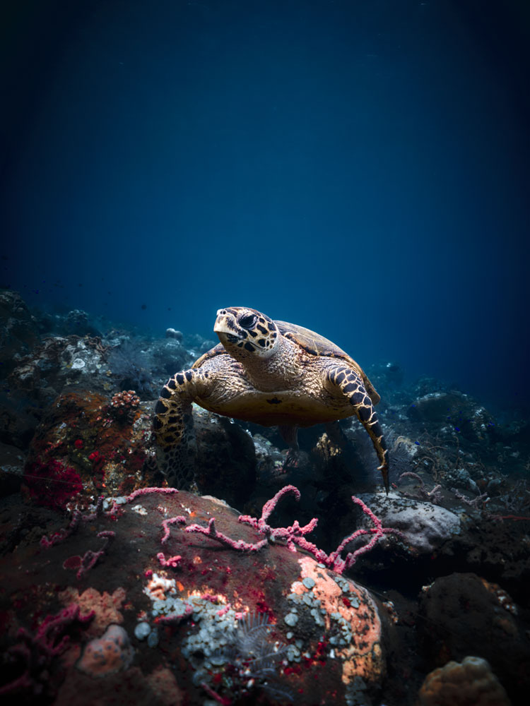 Turtle[02]