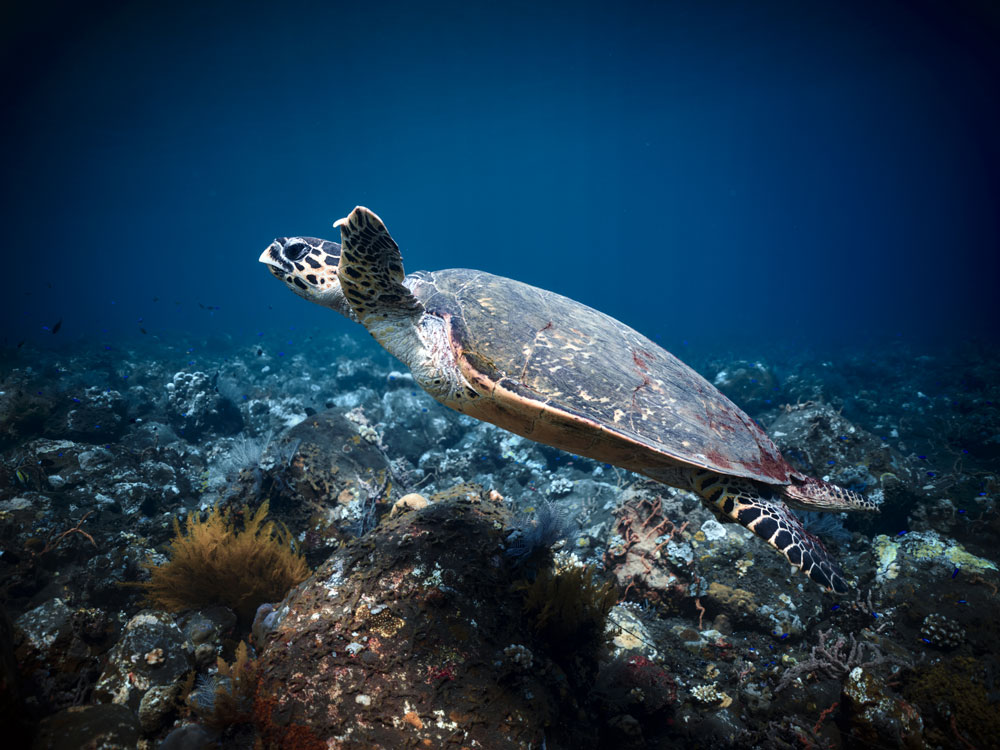 Turtle[03]