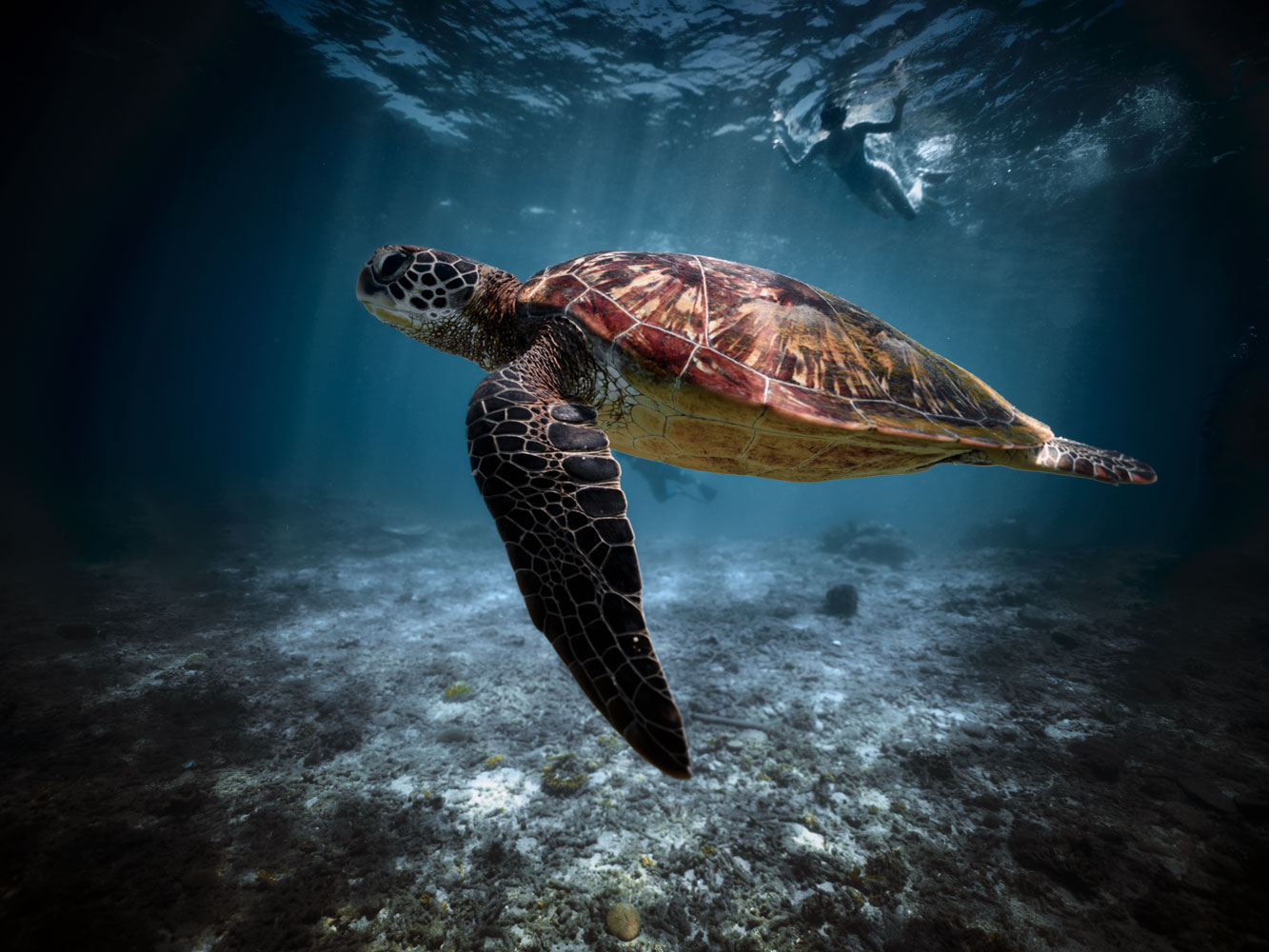 Turtle[04]